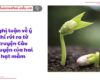 Nghị luận về ý chí rút ra từ truyện Câu chuyện của hai hạt mầm