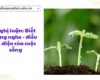 Nghị luận: Biết lắng nghe – điều kì diệu của cuộc sống