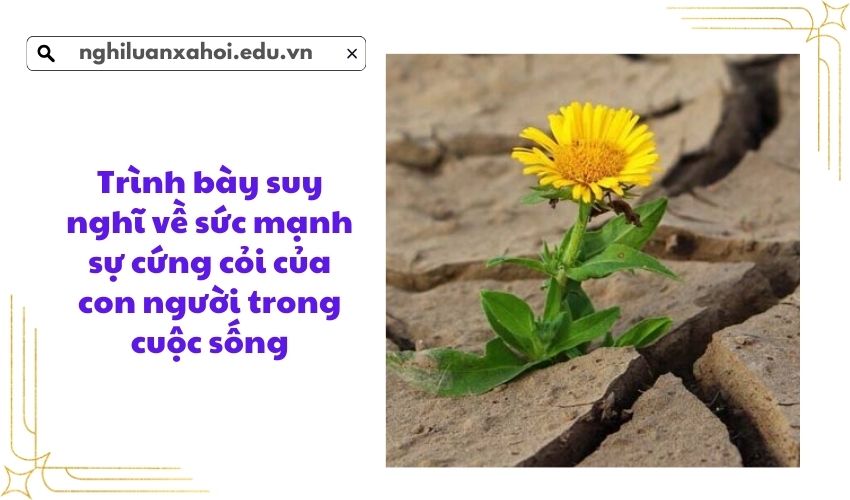 Trình bày suy nghĩ về sức mạnh sự cứng cỏi của con người trong cuộc sống