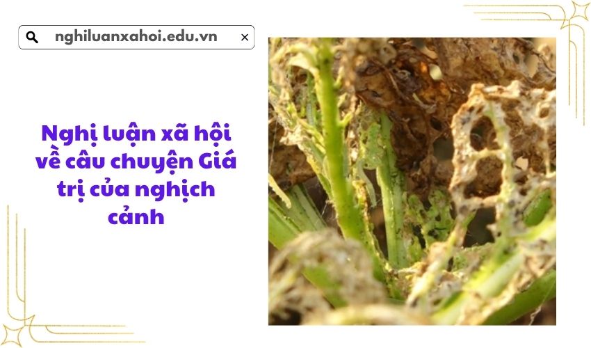Nghị luận xã hội về câu chuyện Giá trị của nghịch cảnh